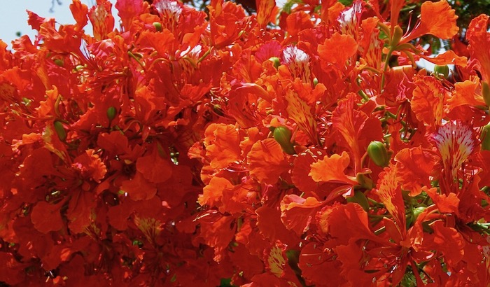 Beautiful Poinciana in bloom - still waiting for it to come this year .....