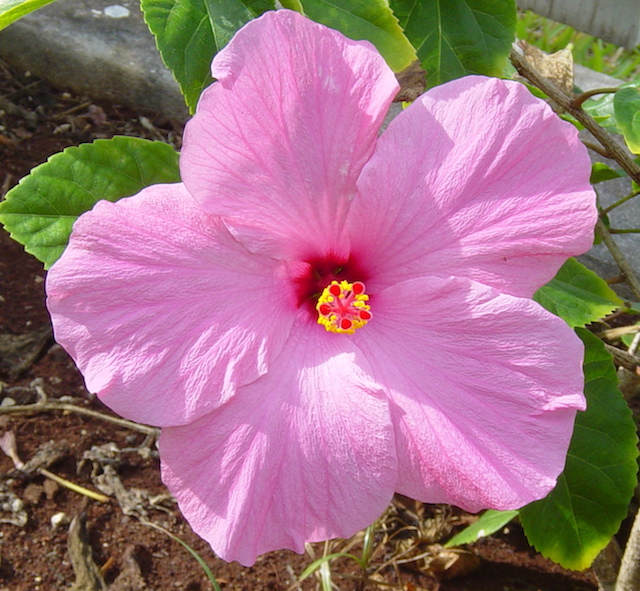 Perfect hibiscus......