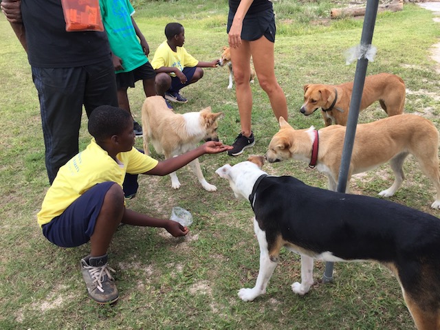 Sarah brought her dogs along on the Friday and it was great for everyone to be able to pet and feed these beautifully behaved potcakes - the socializing aspect was great for the dogs and the competitors...