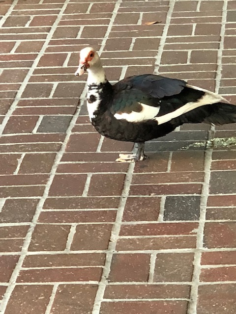 The poor duck ! - now I know that you will spot a bit of a mess behind our intrepid duck - but be honest after flying full tilt into a plate glass window wouldn't you expect that ????