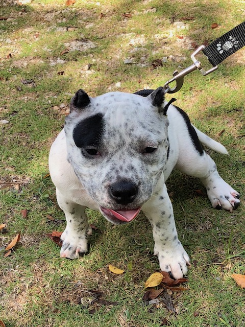 A 12 week old puppy there to be vaccinated