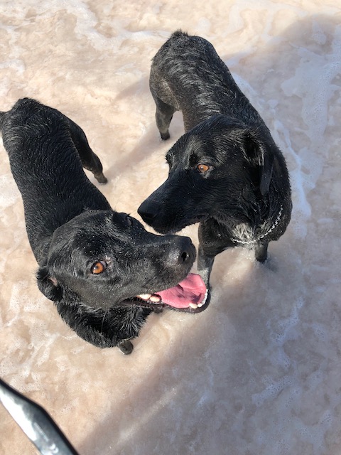 Rufus on the left and Rudge on the right on a recent play date ....