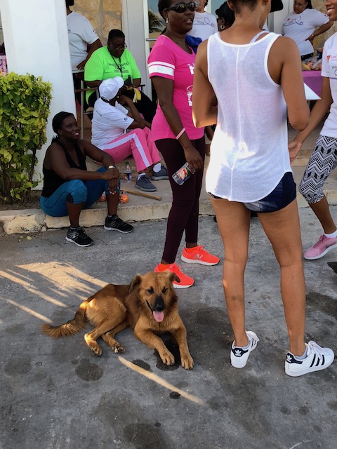 This young dog walked the whole course - no-one had any idea who it belonged to but it had a lovely jaunty morning walk with us all....