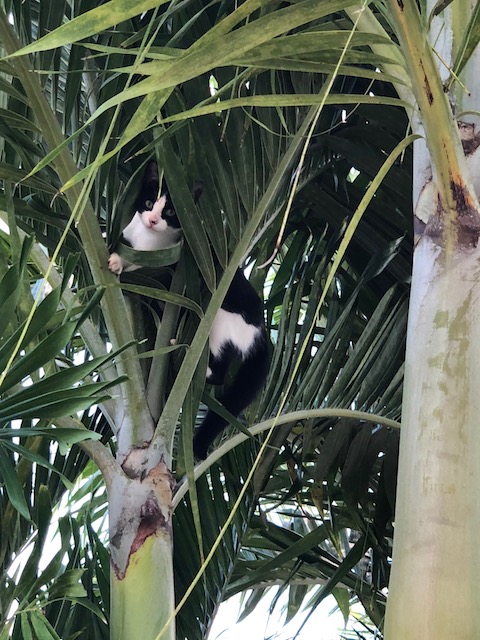 Rudge got loose the other day and chased after Ceci who leapt off the upstairs veranda, landed on the grass and promptly scooted up this palm tree.