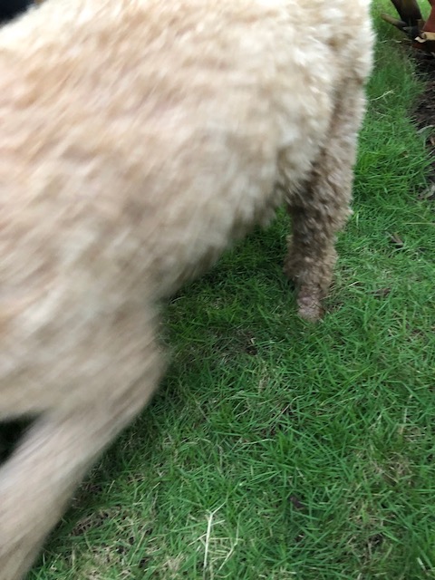 Leisl's dog - Lizzie - who looked gorgeous with a little cluster of flowers fixed to her collar. I spend quite a bit of time trying to get a great picture of her - and failed miserably !! Nobody ever really posts the bad pictures - so I thought I would set a new trend !