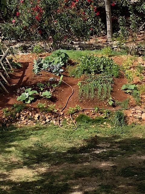Finally a picture of the vegetable garden at Governors Estate - coming on a treat.....