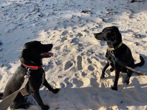 Raring to go - Rudge on the left and Rufus on the right 