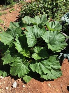 While I was taking the previous shot I saw that our zucchini may actually grow properly this season 